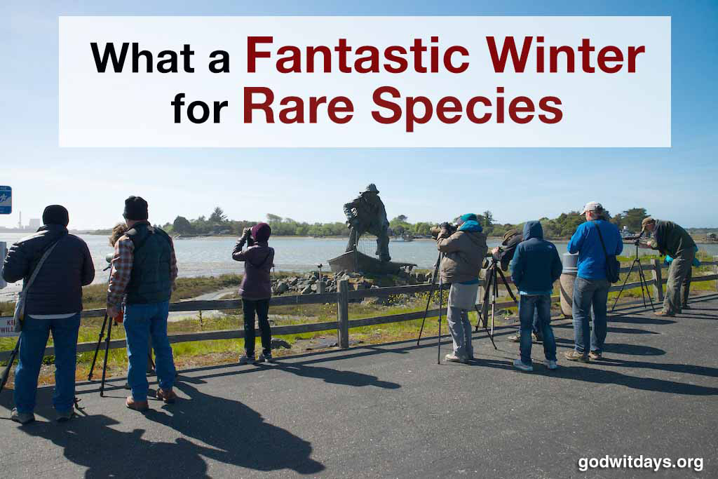 What A Fantastic Winter for Rare Species