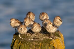 Adult Western and Least Sandpipers Humboldt Bay Madaket